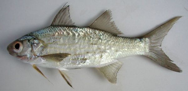 Barbudo enero africano