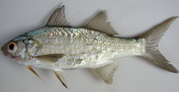 Barbudo enero africano