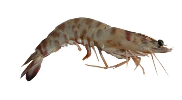 Camarón langostino español