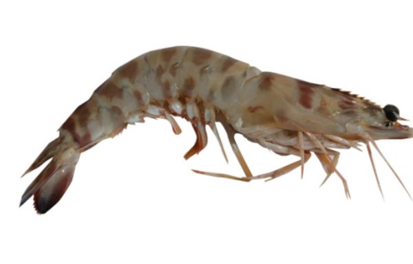 Camarón langostino español