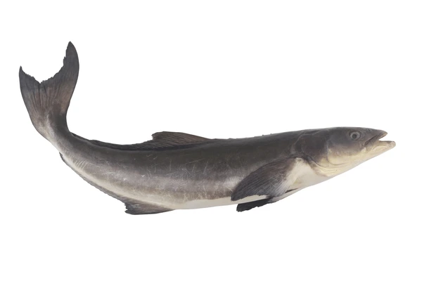Cobia