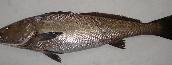 Corvina
