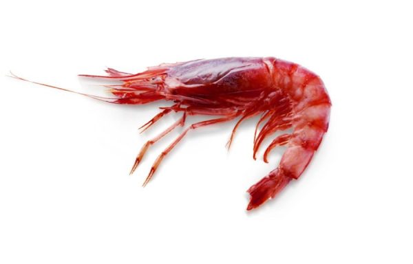 Gamba roja de profundidad