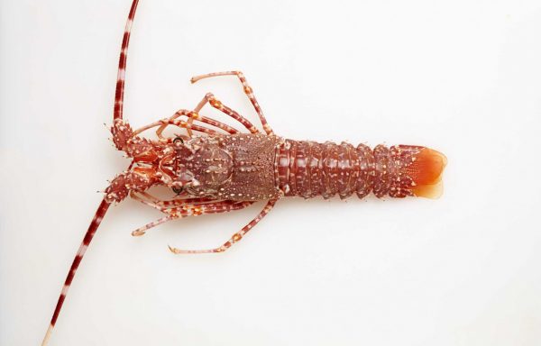 Langosta mora