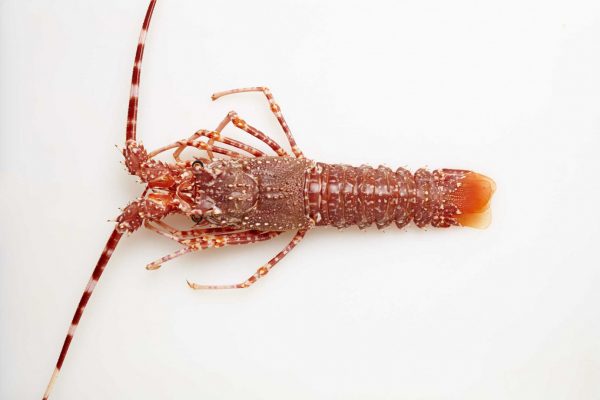 Langosta mora