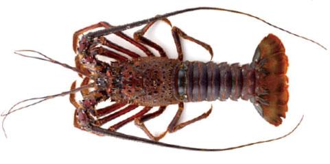 Langosta real