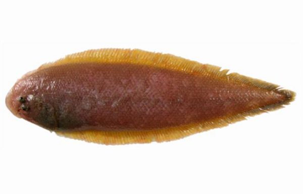 Lenguado de canarias