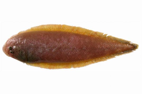 Lenguado de canarias