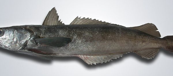 Merluza