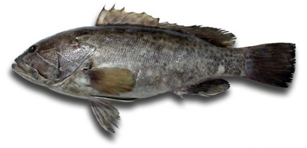 Cherna de ley/Mero blanco