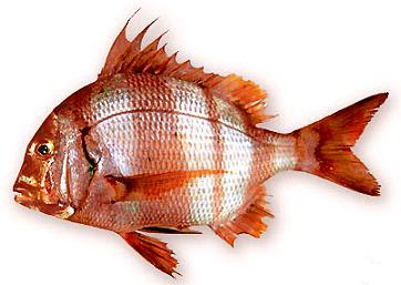 Pargo sémola