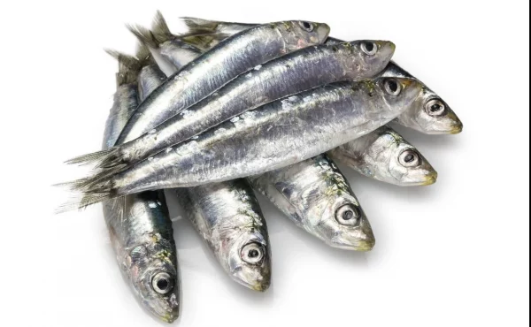 Sardinas