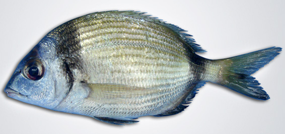 Sargo mojarra