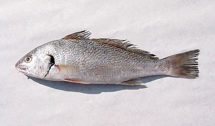 Verrugato de canarias